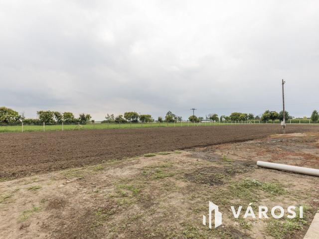 Makói, mezőgazdasági tanya/telephely eladó!