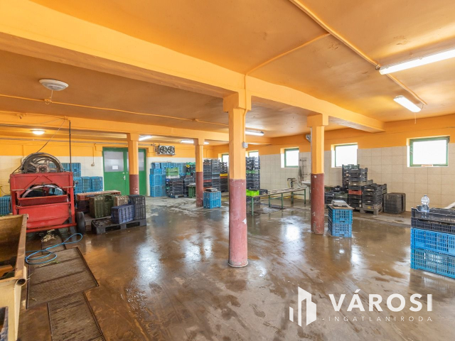 Makói, mezőgazdasági tanya/telephely eladó!