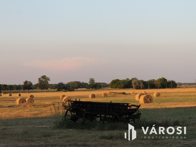 15 hektáros birtok Szegedhez közel