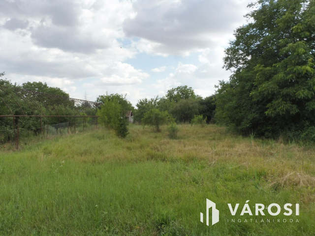 Remek árban,Liliom utcai zártkert,Deszken!