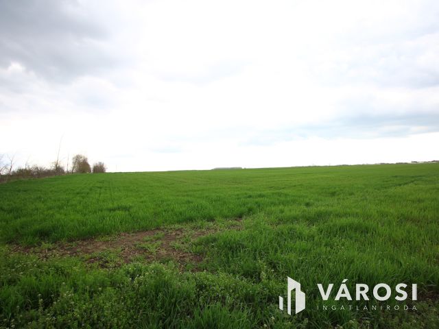 Röszke határában termelhet