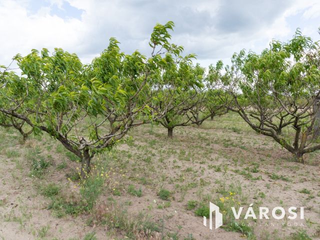 Bordányi barackos idei terméssel együtt Eladó