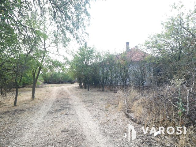 Sándorfalvi úton lévő tanya, közel 100 000 nm-en.