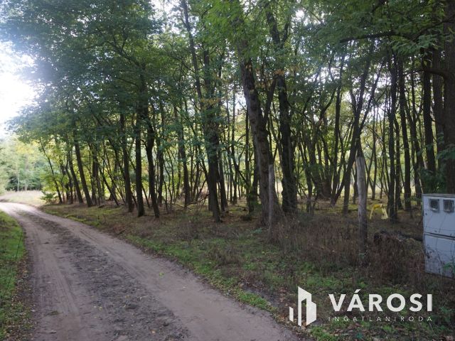 Budapesttől 16 km-re erdei környezetben tanya eladó