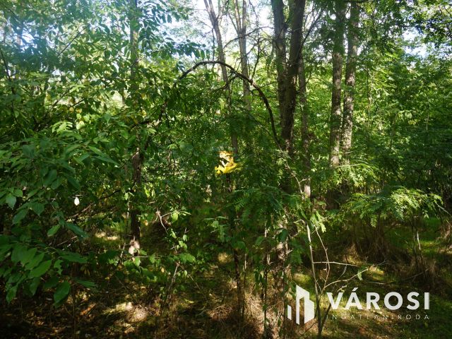 Budapesttől 16 km-re erdei környezetben tanya eladó