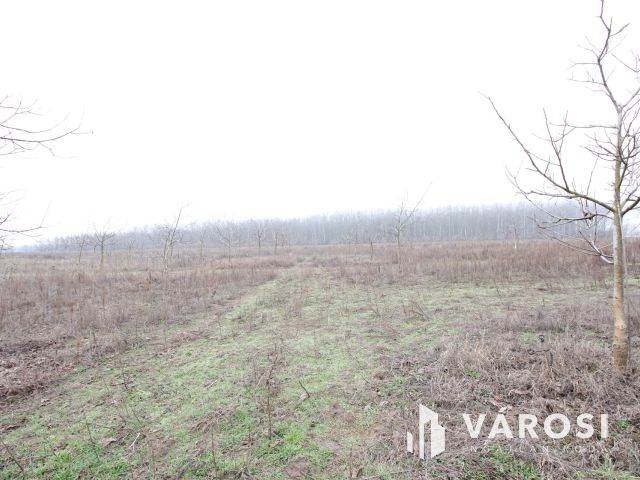 Szeretne passzív jövedelmet dióból?